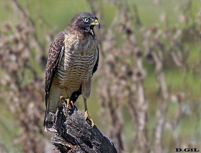 GAVILÁN COMÚN (Rupornis magnirostris)  - Rincòn de Vignoli - FLORIDA (Noviembre 2013)